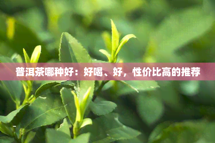 普洱茶哪种好：好喝、好，性价比高的推荐