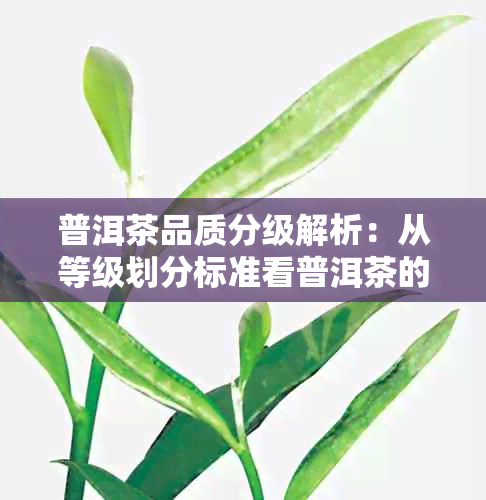 普洱茶品质分级解析：从等级划分标准看普洱茶的品质差异