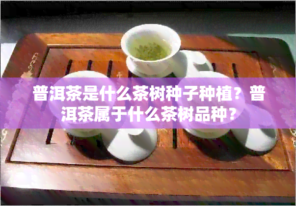 普洱茶是什么茶树种子种植？普洱茶属于什么茶树品种？