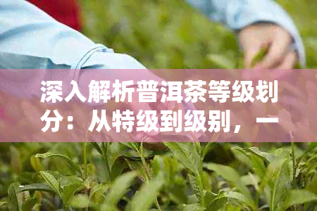 深入解析普洱茶等级划分：从特级到级别，一文详解鉴别方法