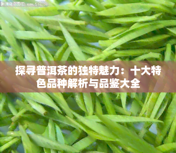 探寻普洱茶的独特魅力：十大特色品种解析与品鉴大全