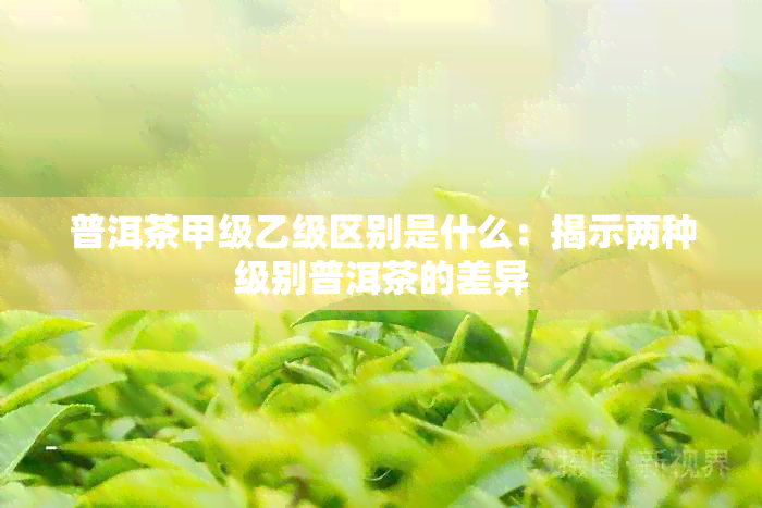 普洱茶甲级乙级区别是什么：揭示两种级别普洱茶的差异