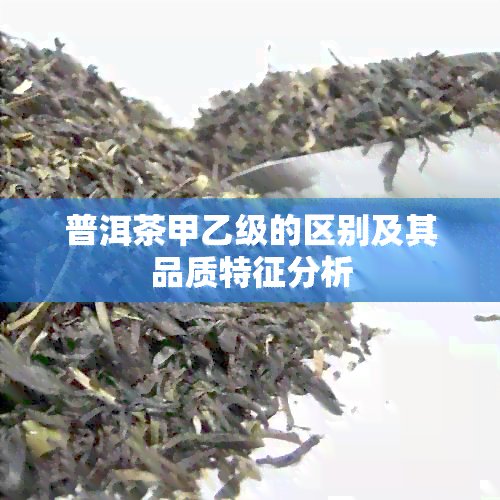 普洱茶甲乙级的区别及其品质特征分析