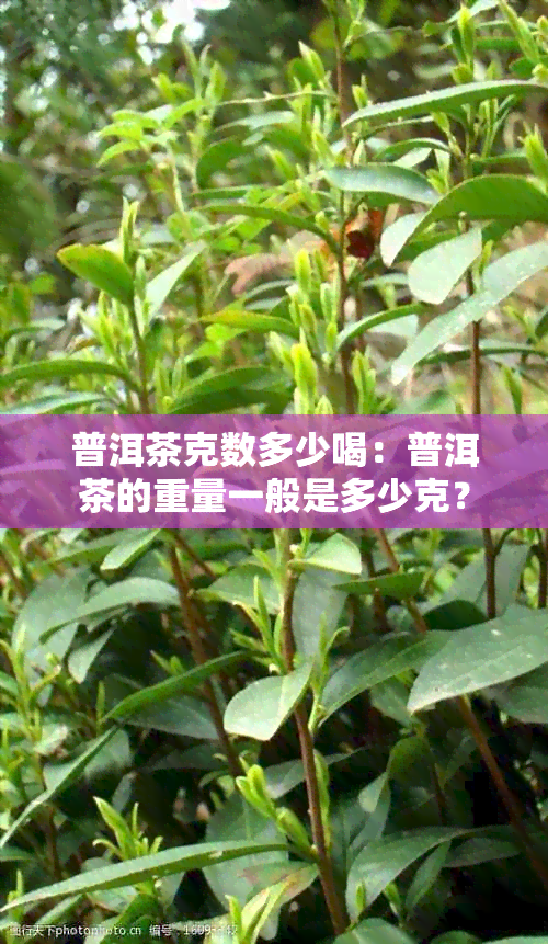 普洱茶克数多少喝：普洱茶的重量一般是多少克？