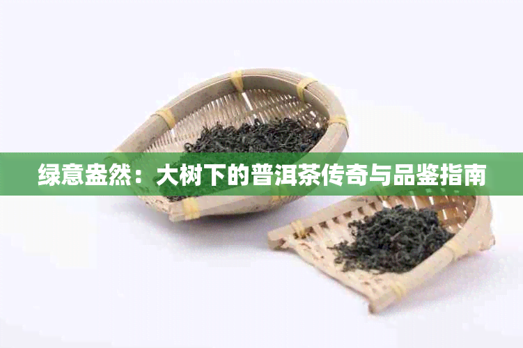 绿意盎然：大树下的普洱茶传奇与品鉴指南