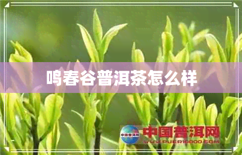 鸣春谷普洱茶怎么样