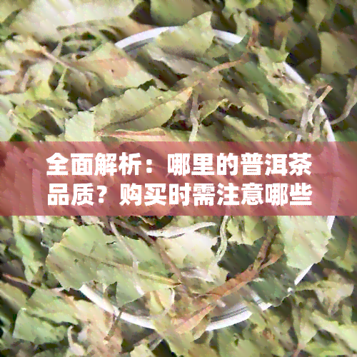 全面解析：哪里的普洱茶品质？购买时需注意哪些因素？