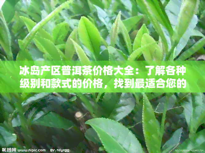 冰岛产区普洱茶价格大全：了解各种级别和款式的价格，找到最适合您的茶叶