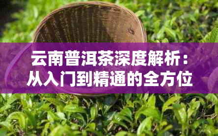 云南普洱茶深度解析：从入门到精通的全方位茶知识指南