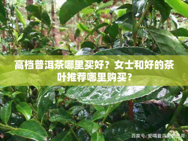 高档普洱茶哪里买好？女士和好的茶叶推荐哪里购买？