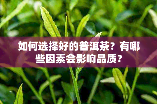 如何选择好的普洱茶？有哪些因素会影响品质？