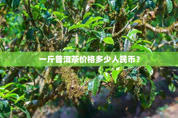 一斤普洱茶价格多少人民币？