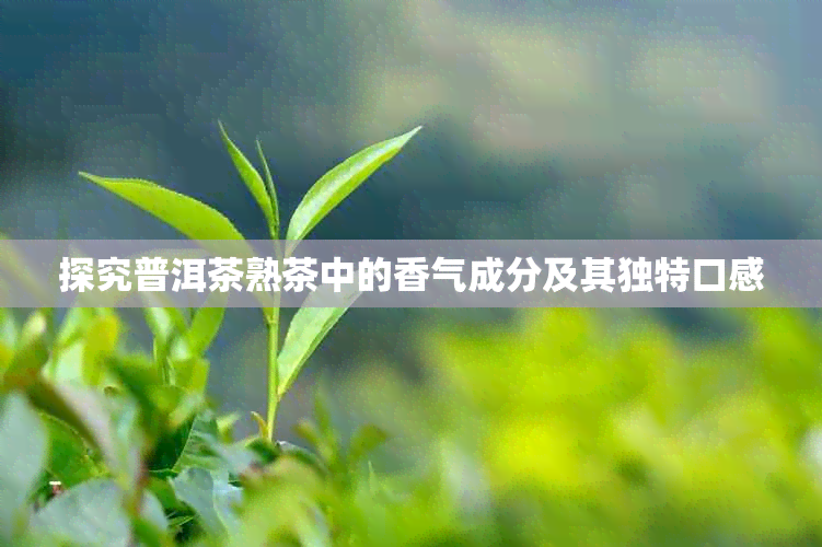 探究普洱茶熟茶中的香气成分及其独特口感