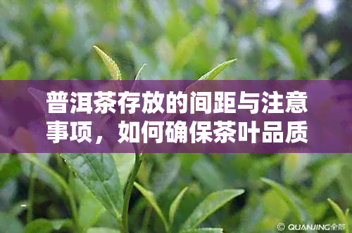 普洱茶存放的间距与注意事项，如何确保茶叶品质？