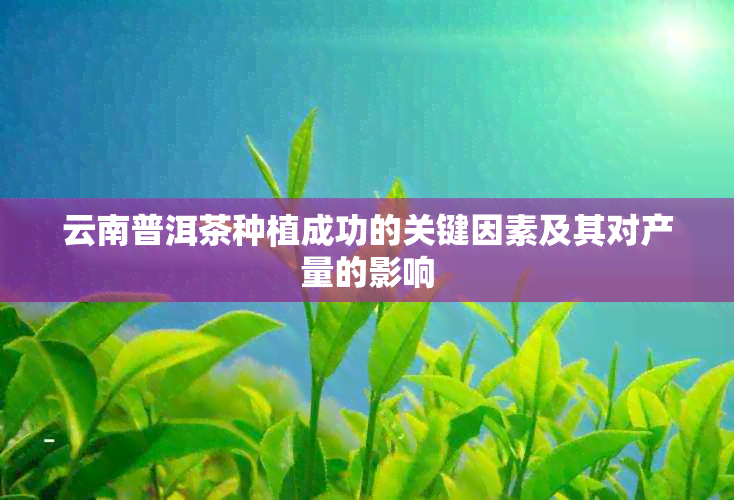 云南普洱茶种植成功的关键因素及其对产量的影响