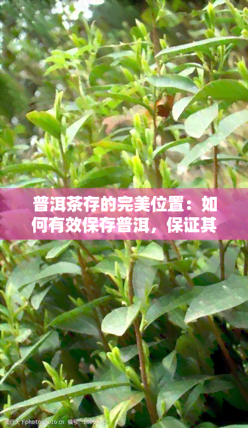 普洱茶存的完美位置：如何有效保存普洱，保证其品质和口感