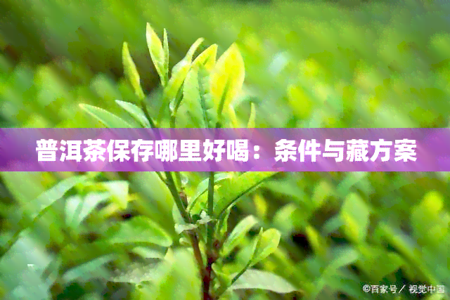 普洱茶保存哪里好喝：条件与藏方案