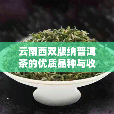 云南西双版纳普洱茶的优质品种与收藏价值分析