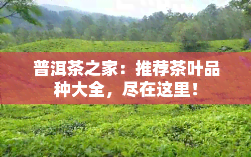 普洱茶之家：推荐茶叶品种大全，尽在这里！