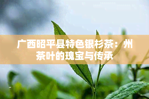 广西昭平县特色银杉茶：州茶叶的瑰宝与传承