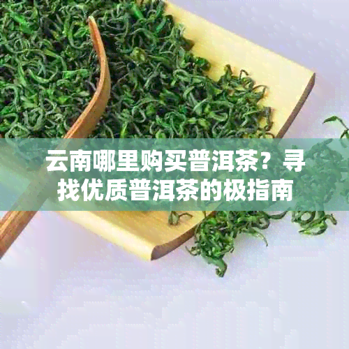 云南哪里购买普洱茶？寻找优质普洱茶的极指南