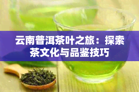 云南普洱茶叶之旅：探索茶文化与品鉴技巧