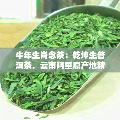 牛年生肖念茶：乾坤生普洱茶，云南阿里原产地精选