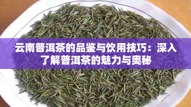 云南普洱茶的品鉴与饮用技巧：深入了解普洱茶的魅力与奥秘