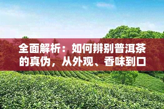 全面解析：如何辨别普洱茶的真伪，从外观、香味到口感，一文解决您的疑问