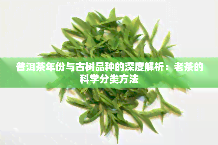 普洱茶年份与古树品种的深度解析：老茶的科学分类方法