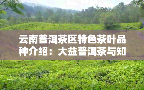 云南普洱茶区特色茶叶品种介绍：大益普洱茶与知名茶中茶的差异