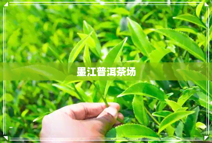 墨江普洱茶场