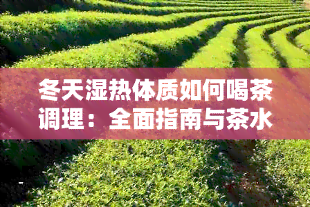 冬天湿热体质如何喝茶调理：全面指南与茶水推荐