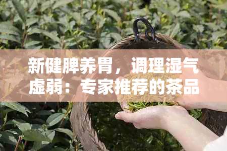 新健脾养胃，调理湿气虚弱：专家推荐的茶品健网