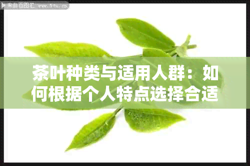 茶叶种类与适用人群：如何根据个人特点选择合适的茶叶？