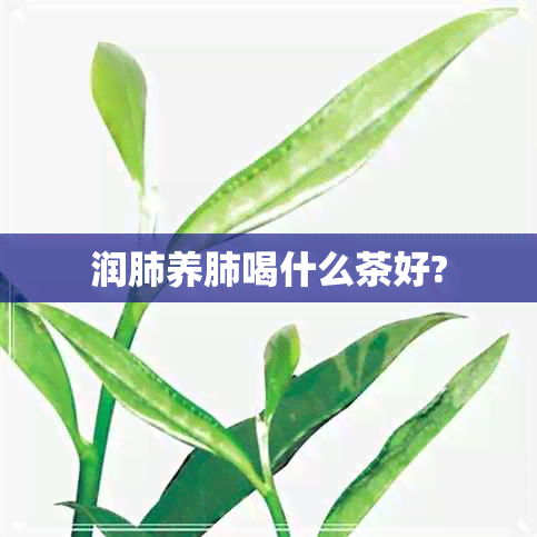 润肺养肺喝什么茶好?