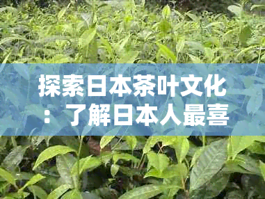 探索茶叶文化：了解人最喜欢的茶叶种类及其特点