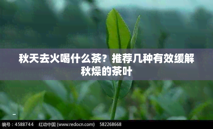 秋天去火喝什么茶？推荐几种有效缓解秋燥的茶叶