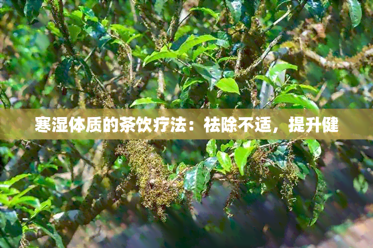 寒湿体质的茶饮疗法：祛除不适，提升健