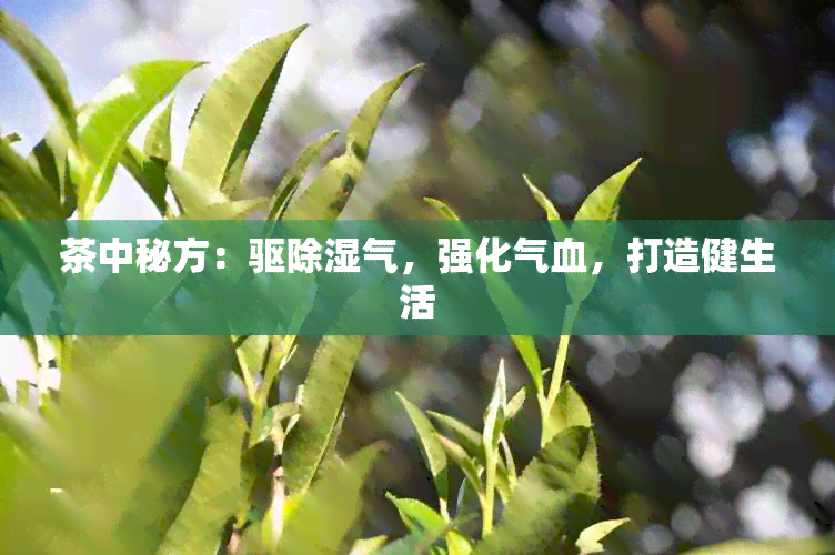 茶中秘方：驱除湿气，强化气血，打造健生活