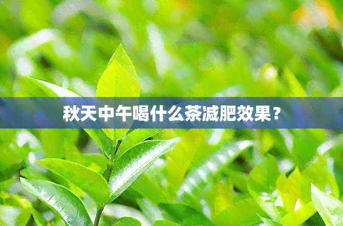 秋天中午喝什么茶减肥效果？