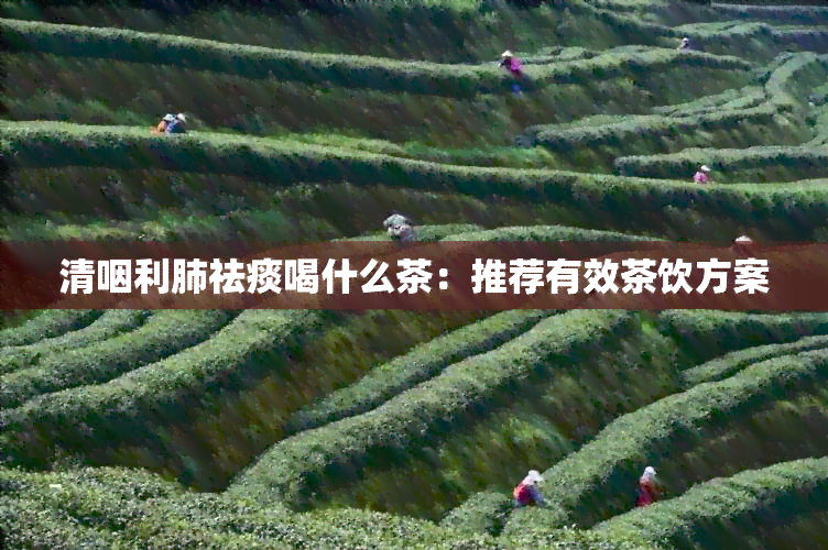 清咽利肺祛痰喝什么茶：推荐有效茶饮方案