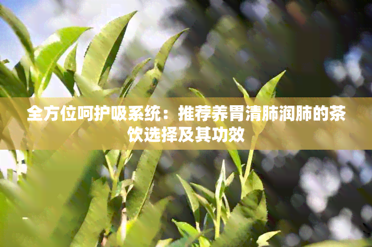 全方位呵护吸系统：推荐养胃清肺润肺的茶饮选择及其功效