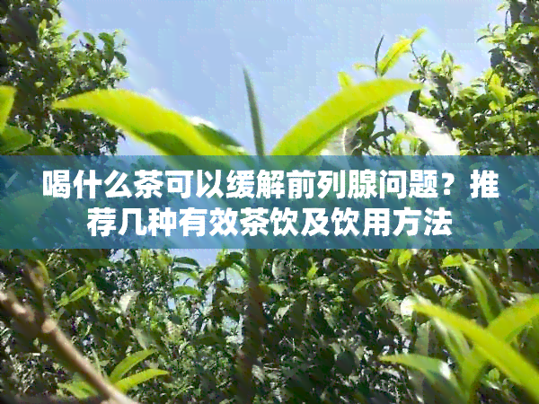 喝什么茶可以缓解前列腺问题？推荐几种有效茶饮及饮用方法