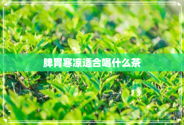 脾胃寒凉适合喝什么茶