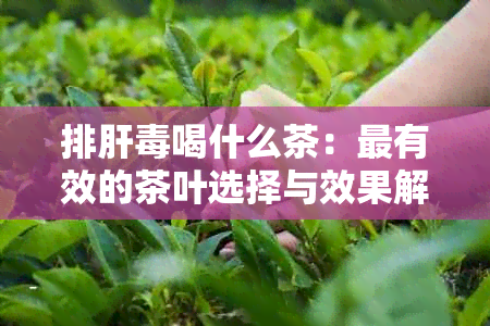 排肝喝什么茶：最有效的茶叶选择与效果解析