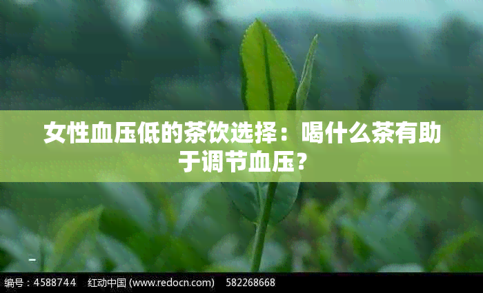 女性血压低的茶饮选择：喝什么茶有助于调节血压？