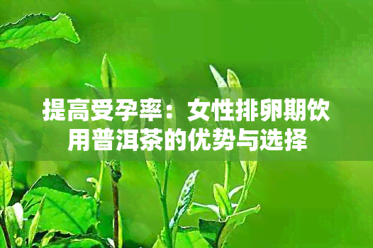 提高受孕率：女性排卵期饮用普洱茶的优势与选择