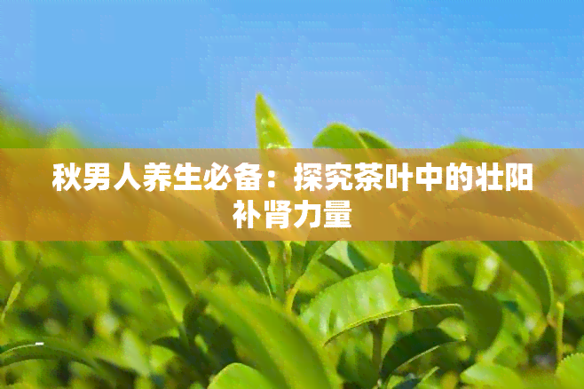 秋男人养生必备：探究茶叶中的壮阳补肾力量