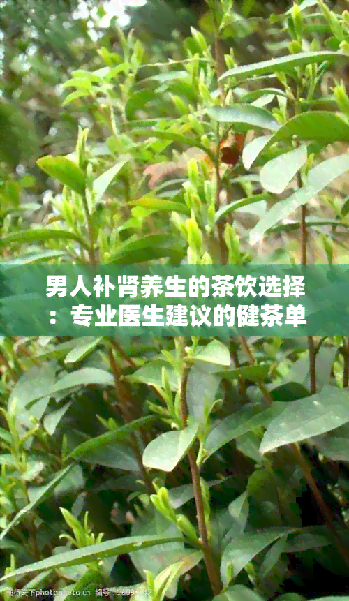 男人补肾养生的茶饮选择：专业医生建议的健茶单